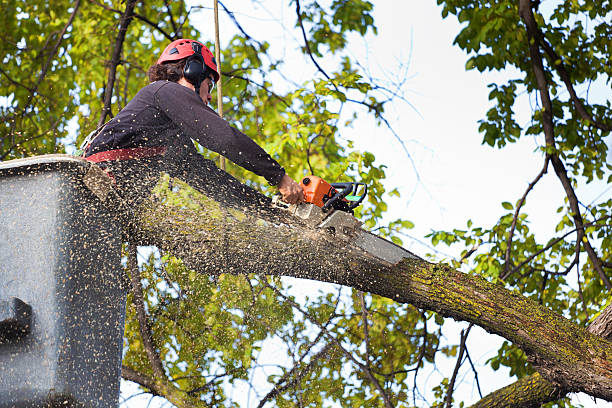 Lawn Watering Services in Susquehanna Trails, PA